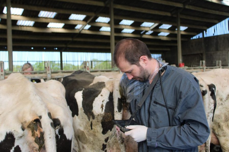 Animaux de la ferme