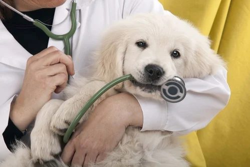 Médecine générale